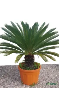 Sikas - Sago palmiyesi ( Cycas revoluta ) XL