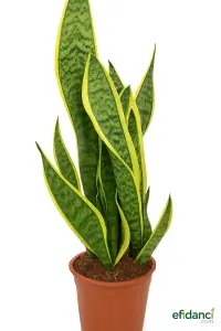 Paşa Kılıcı - Peygamber Kılıcı (Sansevieria Trifasciata)