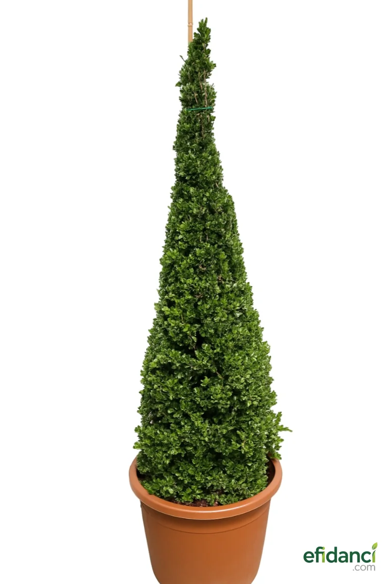 Piramit şimşir fidanı ( Buxus sempervirens ‘pyramidalis’) 100-125 cm