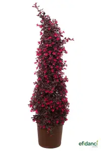 Piramit rüya çiçeği (Loropetalum chinense) 125-150 cm