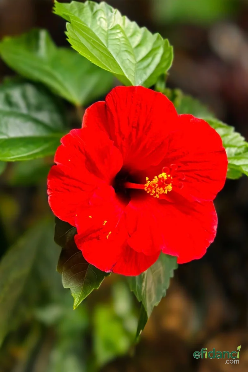 Japon gülü (Hibiscus rosa-sinensis) 40-60 cm