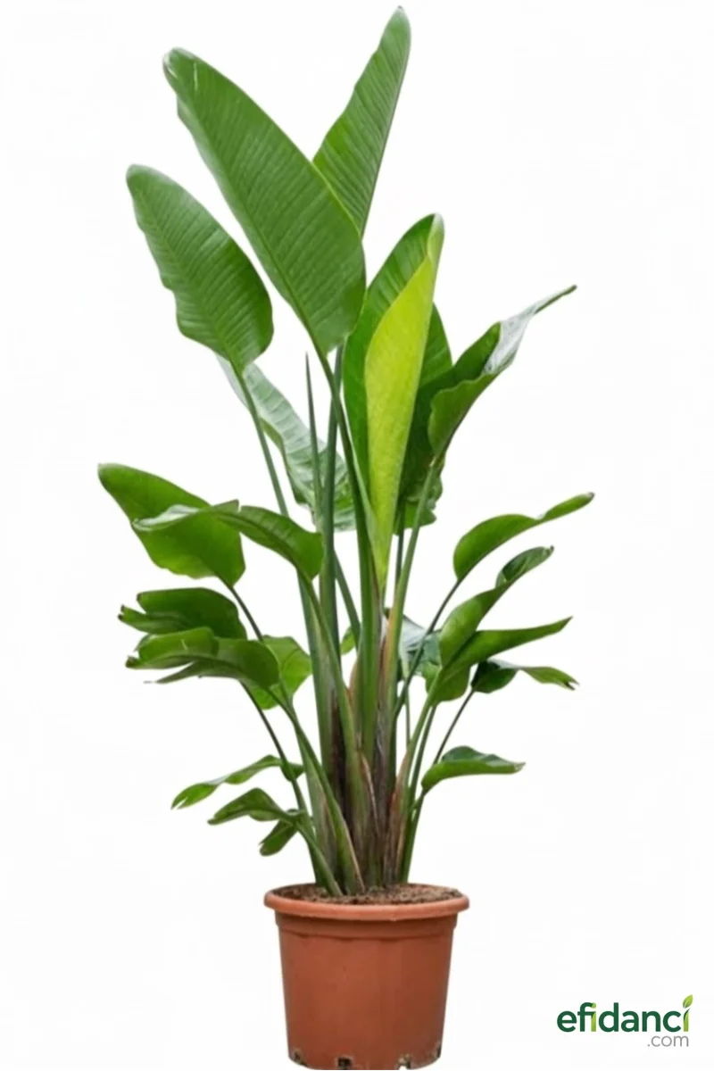 Dev starliçe  ( Strelitzia nicolai )