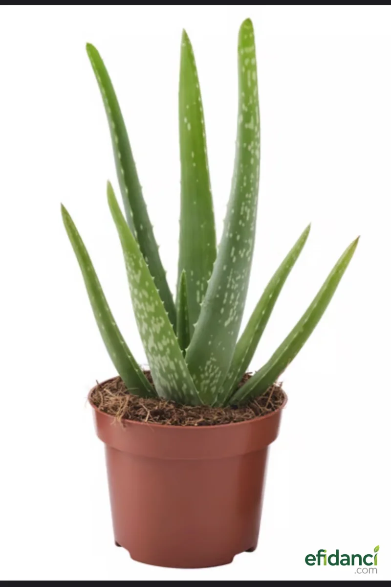 Tıbbi sarısabır ( Aloe vera ) 20-30 cm