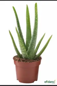 Tıbbi sarısabır ( Aloe vera ) 20-30 cm