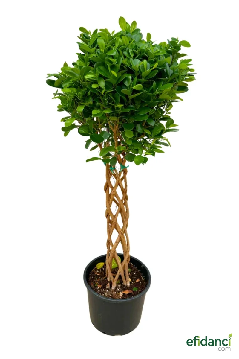 Benjamin Ficus (Örgülü) - 100-120 cm