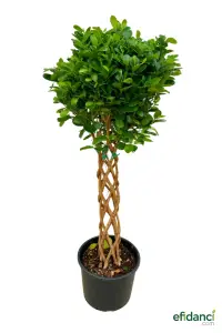 Benjamin Ficus (Örgülü) - 100-120 cm