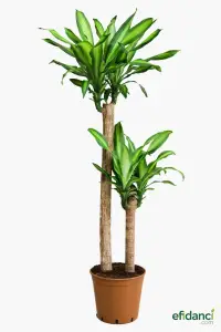 Massengena (Drazena) - 2 Gövdeli