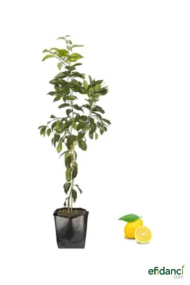Yediveren Limon Fidanı