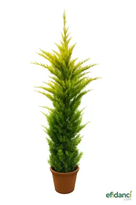 Altuni leylandi - Sarı leylandi ( Cupressocyparis goldrider ) 150-200 cm