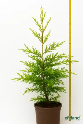 Altuni leylandi - Sarı leylandi ( Cupressocyparis goldrider ) 60-80 cm