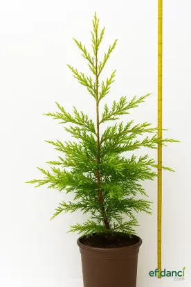 Altuni leylandi - Sarı leylandi ( Cupressocyparis goldrider ) 30-40 cm