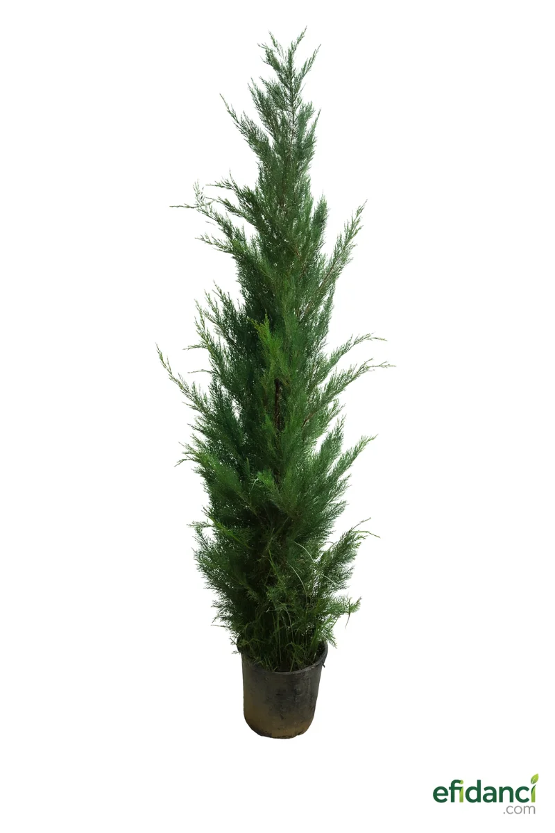 Leylandi - Melez servi ( Cupressocyparis leylandii ) 100-150 cm