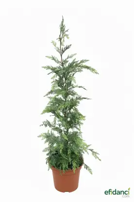 Melez servi  Leylandi Fidanı 30-40 Cm (Tüplü/Saksılı) - Hızlı Büyüyen Çit Bitkisi