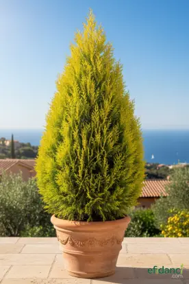 Limoni servi ( Cupressus macrocarpa Goldcrest ) 150-200 cm