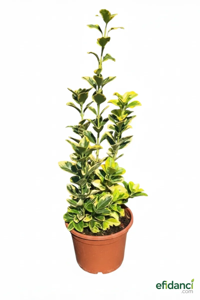 Altuni Taflan - Japon taflan ( Euonymus japonica ‘aurea’ ) 30-40 cm