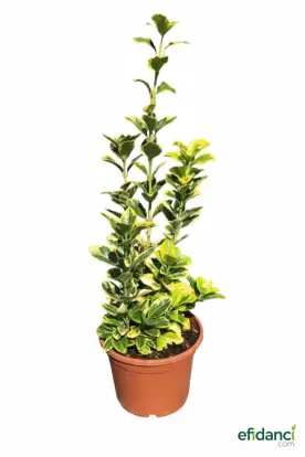 Altuni Taflan - Japon taflan ( Euonymus japonica ‘aurea’ ) 30-40 cm