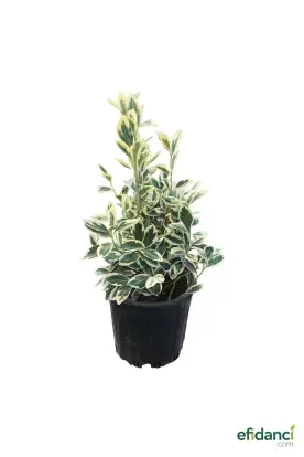 Gümüşi taflan - Bravo taflan ( Euonymus japonicus bravo ) 30-40 cm