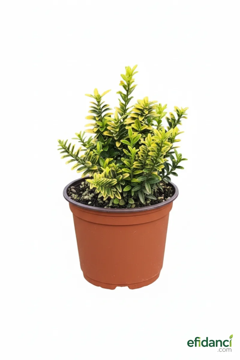 Altuni çıtır taflan - Minyatür altuni taflan ( Euonymus microphyllus pulchellus aureus ) 20-30 cm