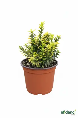 Altuni çıtır taflan - Minyatür altuni taflan ( Euonymus microphyllus pulchellus aureus ) 20-30 cm