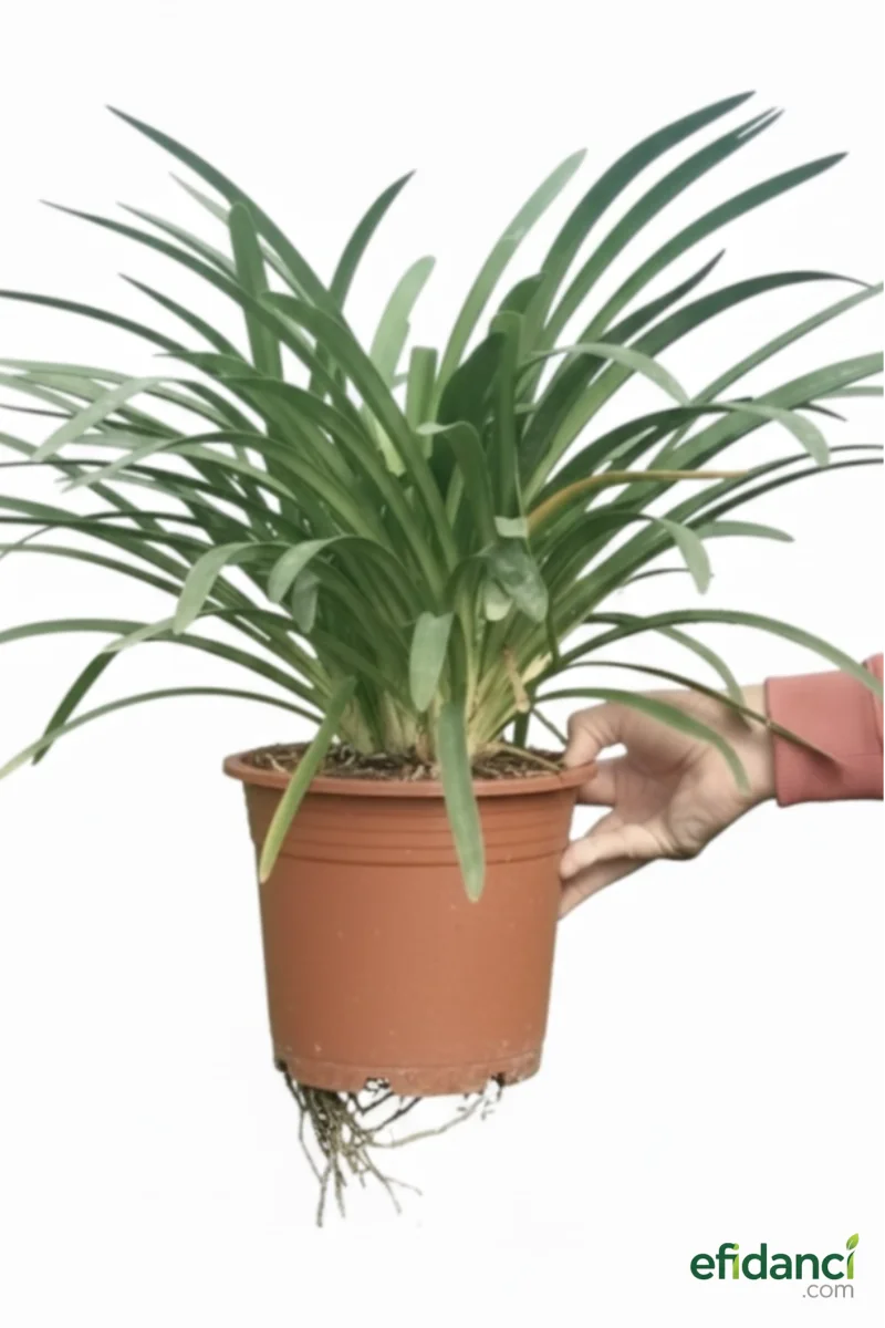 Mavi çiçekli Zambak - Şefkat çiçeği - Afrika zambağı - Aşk çiçeği ( Agapanthus africanus )