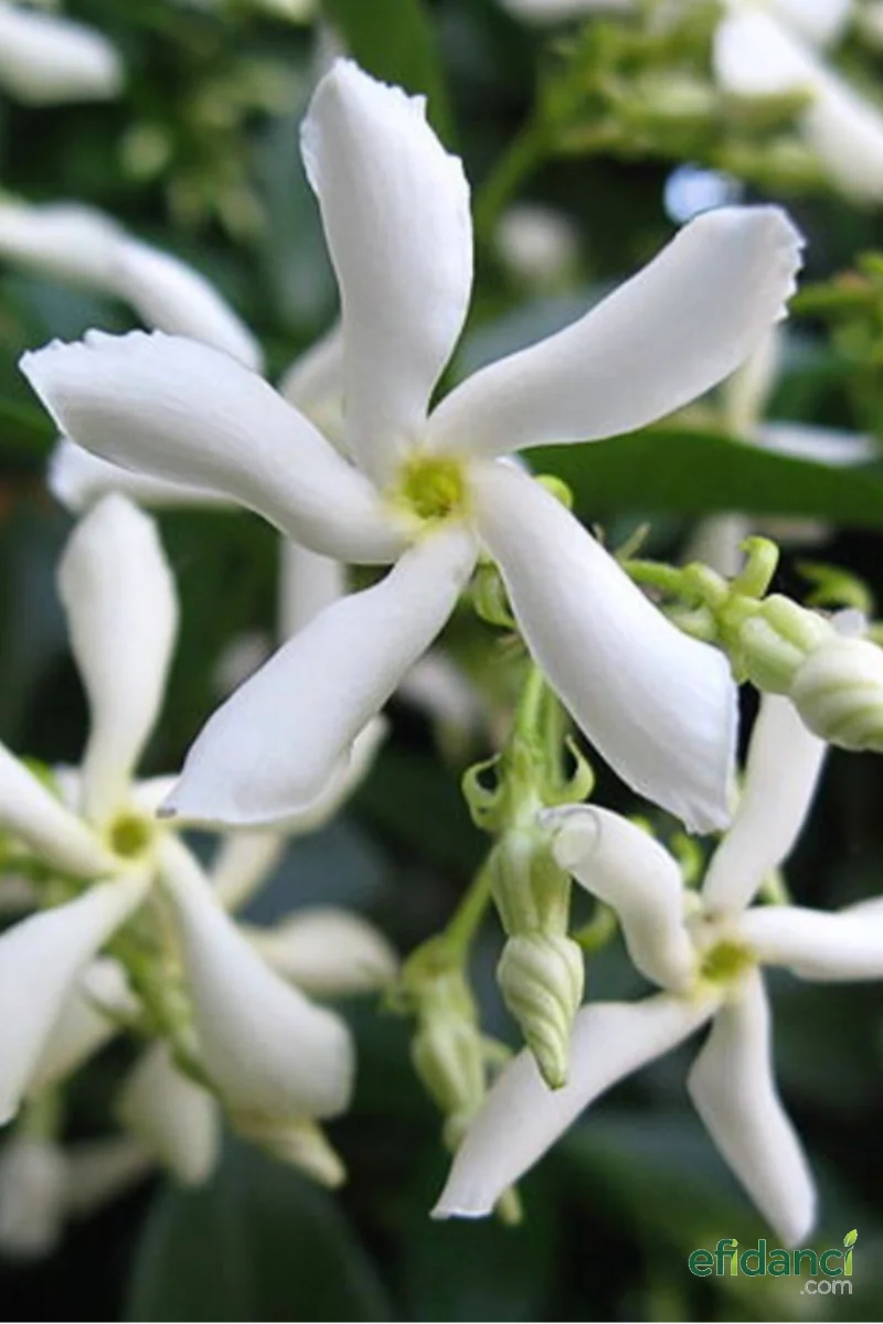 Arap yasemini - Beyaz çiçekli yasemin - Yıldız yasemin ( Rhyncospermum jasminoides ) 20-40 cm fide