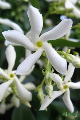 Arap yasemini - Beyaz çiçekli yasemin - Yıldız yasemin ( Rhyncospermum jasminoides ) 20-40 cm fide