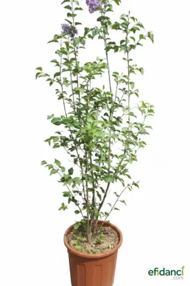 Leylak ( Syringa vulgaris ) 100-150 cm