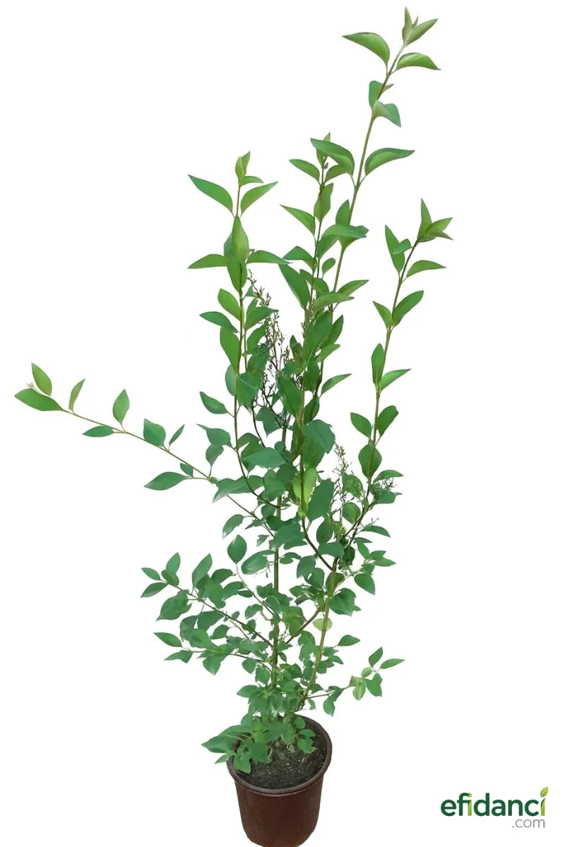 Leylak ( Syringa vulgaris ) 60-80 cm