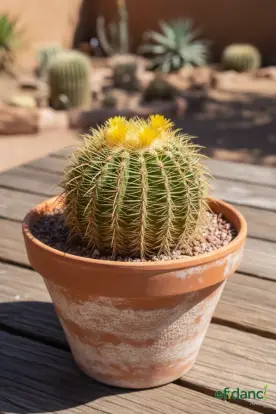 Altınfıçı kaktüsü ( Echinocactus grusonii )