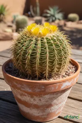 Altınfıçı kaktüsü ( Echinocactus grusonii ) 20-30 Çap