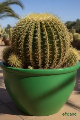 Altınfıçı kaktüsü ( Echinocactus grusonii ) 40-60 Çap