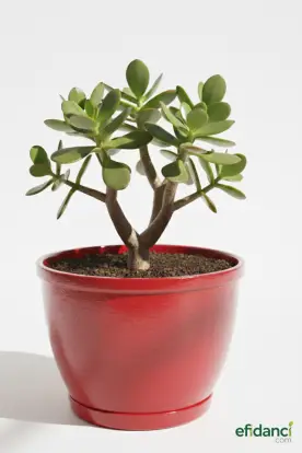 Para Çiçeği - Bereket çiçeği ( Crassula Ovata )