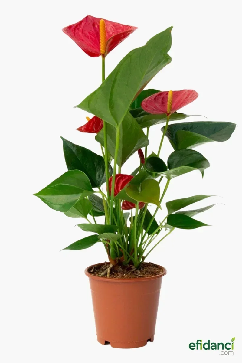 Antoryum Kırmızı (Flamingo)