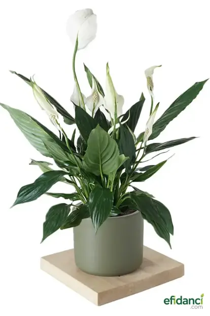 Barış Çiçeği (Spatifilyum)