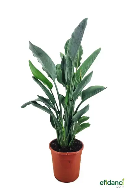 Starliçe - Cennet kuşu ( Strelitzia reginae )