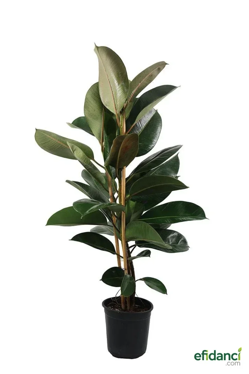 Kauçuk Bitkisi ( Ficus )
