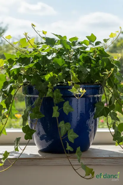 Yeşil Yapraklı Orman Sarmaşığı ( Hedera Helix )