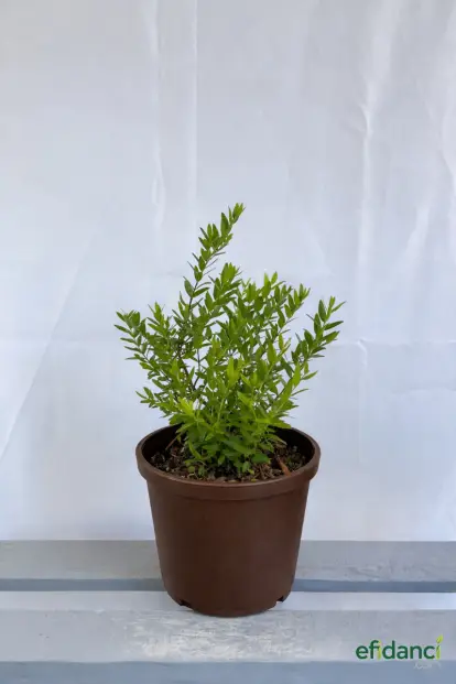 Mersin - ( Myrtus Communis )