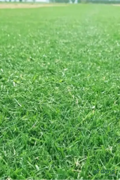 6’lı Karışım 4 Mevsim Yeşil Çim Tohumu