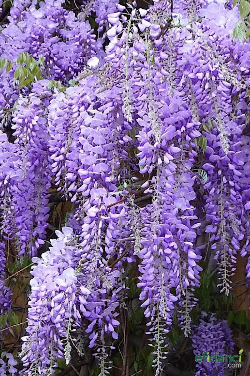 Mor Salkım ( Wisteria Sinensis )
