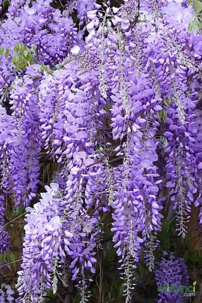 Mor Salkım ( Wisteria Sinensis )