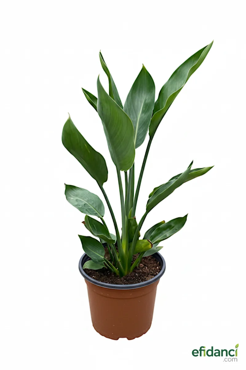 Starliçe - Cennet Kuşu ( Strelitzia Reginae ) 40-60 cm