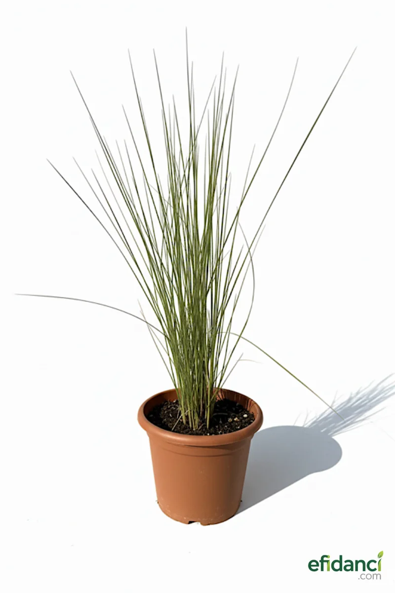 Pamuk Şekeri Çimi ( Muhlenbergia Capillaris )