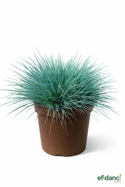 Mavi Çim - Mavi Yumak ( Festuca Ovinia ‘Glauca’