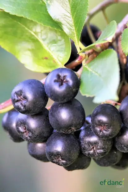 Aronya ( Aronia Berry )