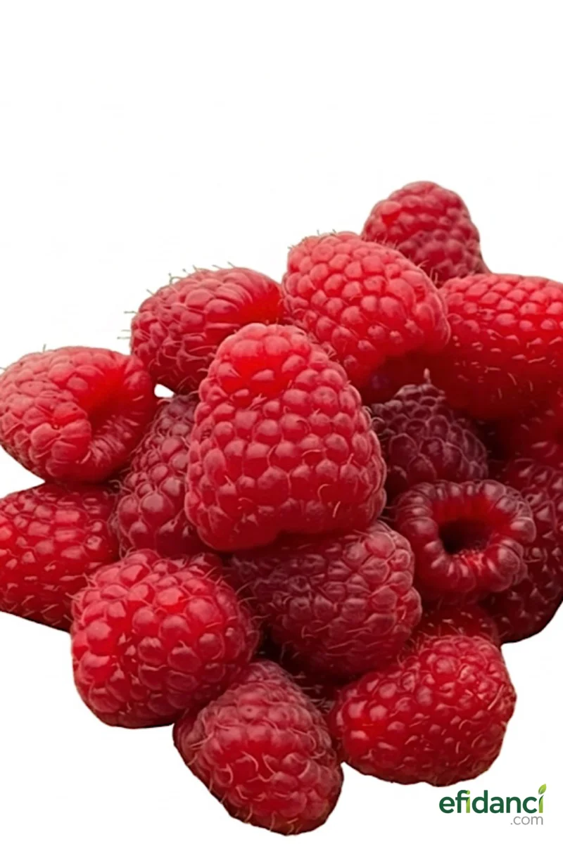 Polka Yediveren Ahududu Fidanı