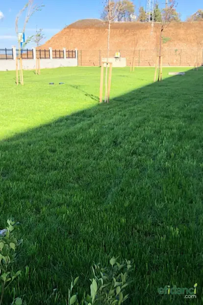 4’lü Karışım 4 Mevsim İthal Çim Tohumu