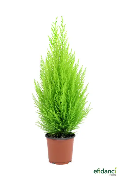 Limoni servi ( Cupressus macrocarpa Goldcrest ) 60-80 cm