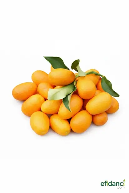 Kumkuat - Kamkat ( Süs Mandalinası )