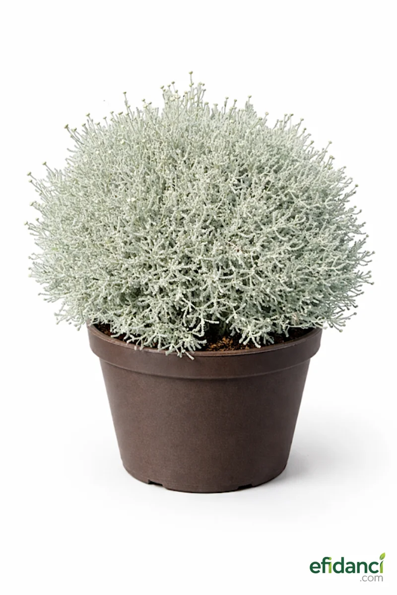 Lavantin Bitkisi ( Santolina Chamaecyparissus ) 20-30 cm